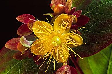 《尘埃异变》发售预告 开启离奇恐怖的探索之旅